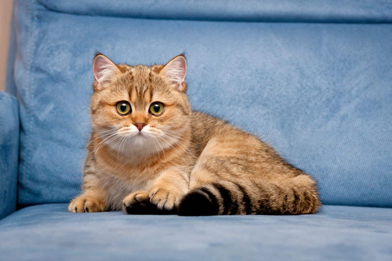 British Shorthair cat laying on blue sofa