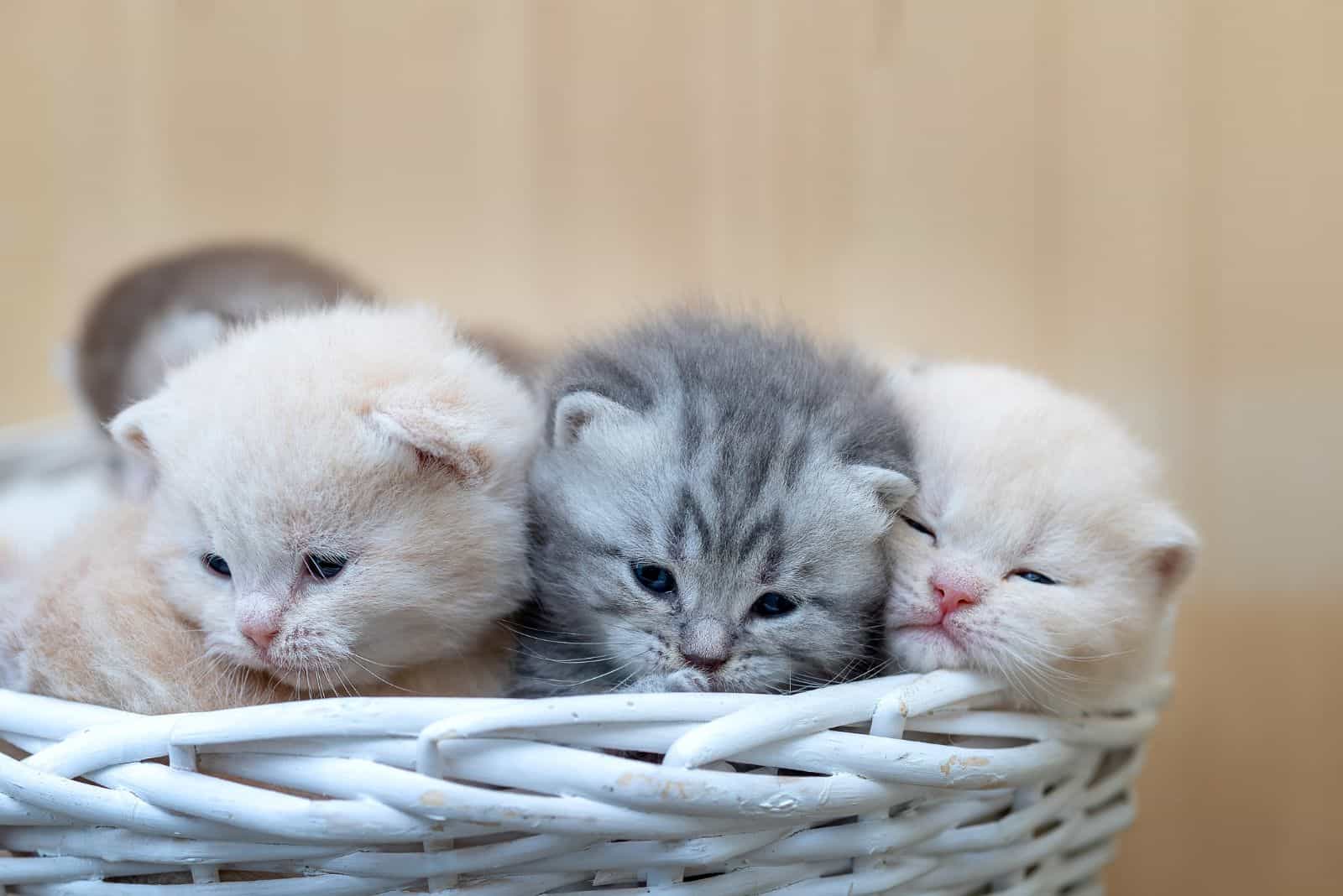 British Shorthair kitten in a wicker basket