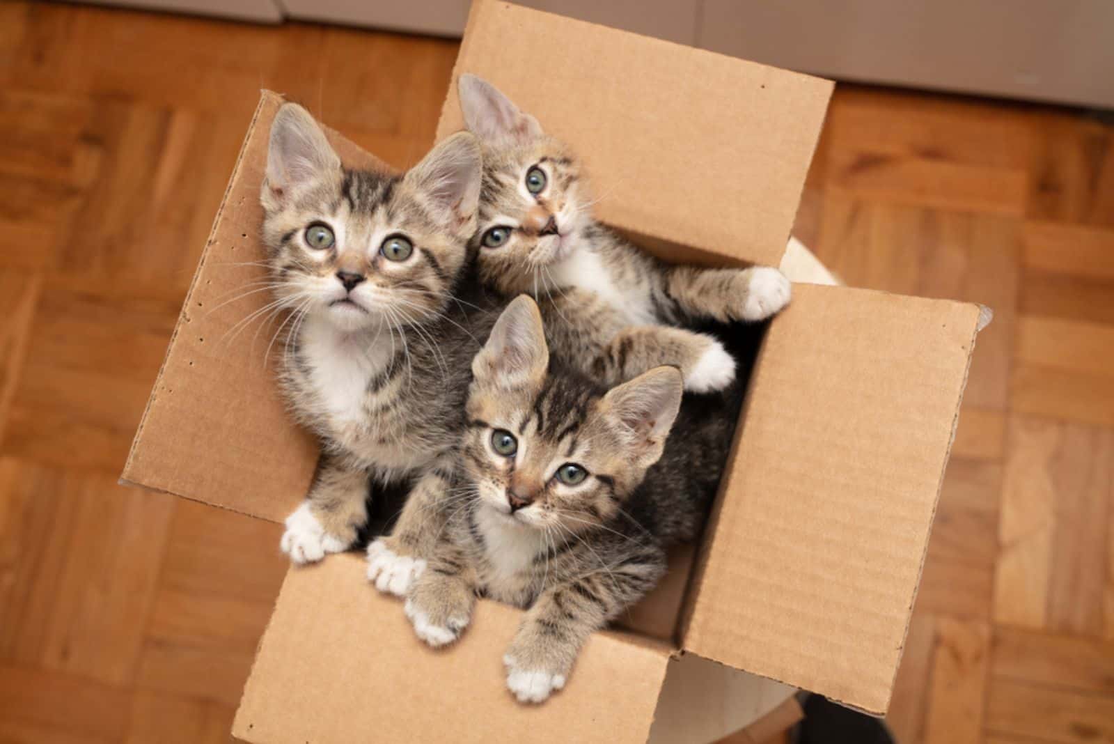 Brown tabby cat kittens in cardboard box