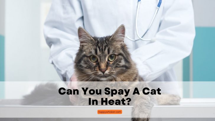 Can You Spay A Cat In Heat? A Veterinarian Answers