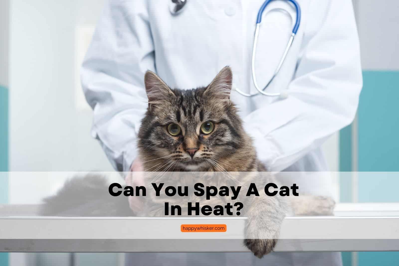 can-you-spay-a-cat-in-heat-a-veterinarian-answers