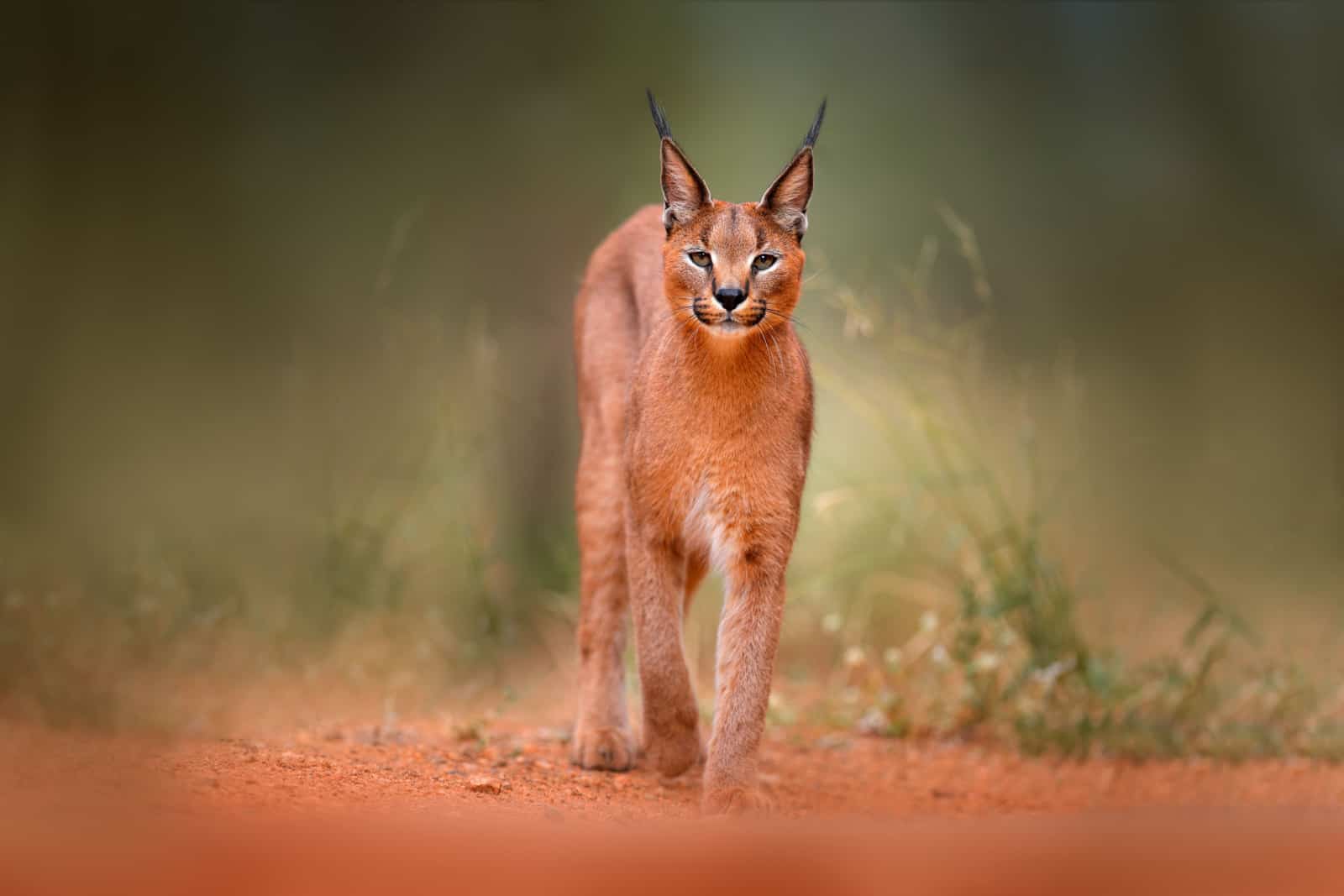 Caracal, African lynx, in green grass vegetation