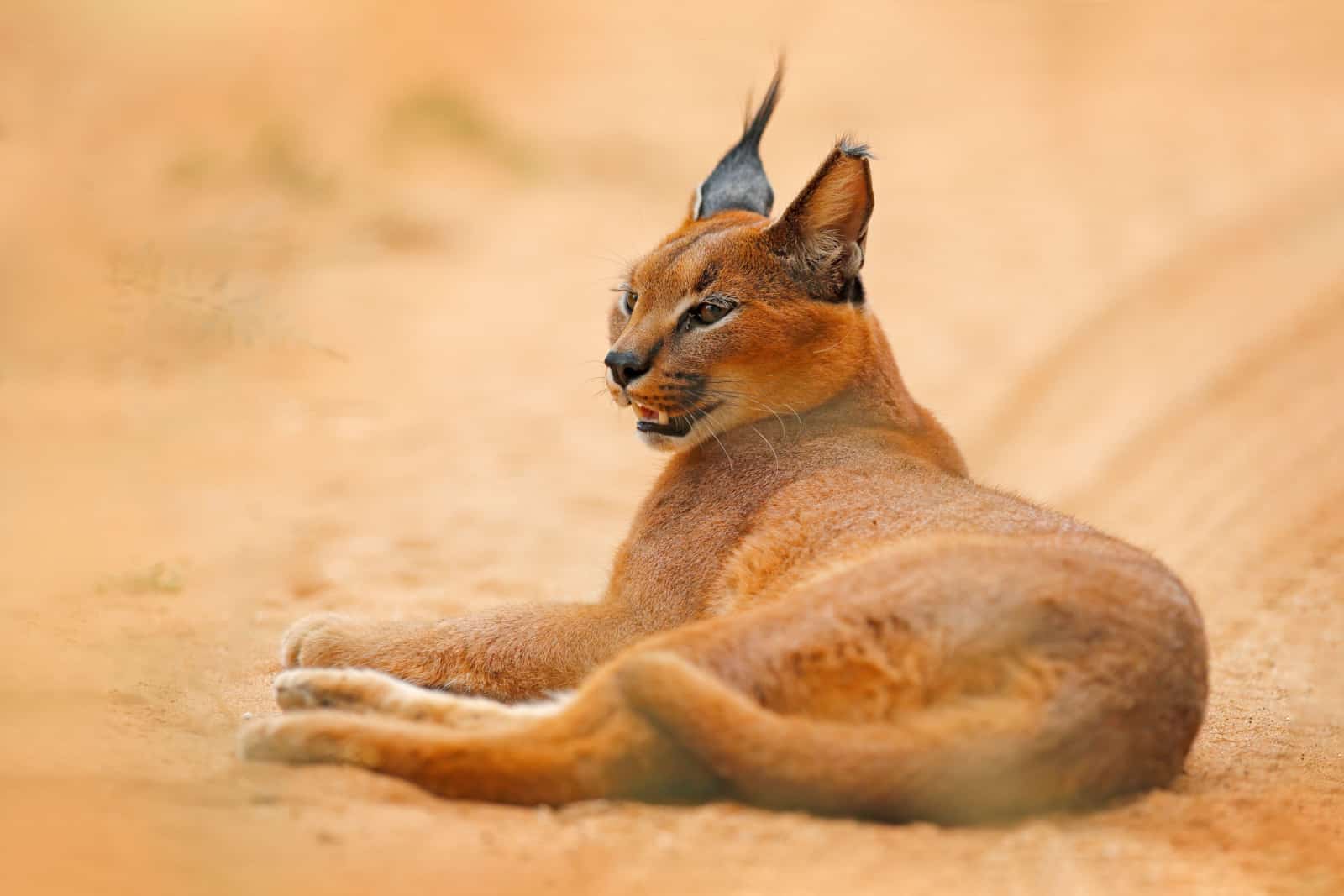 Caracal, African lynx (the breed of Hecker cat) in orange sand desert. 