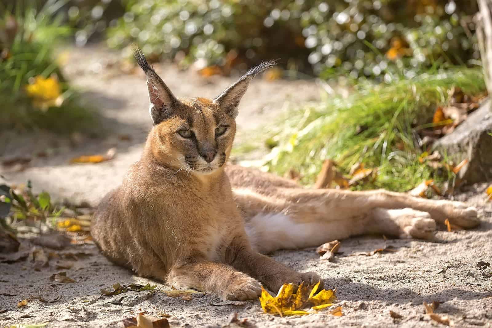 Caracal cat resting in a clearing