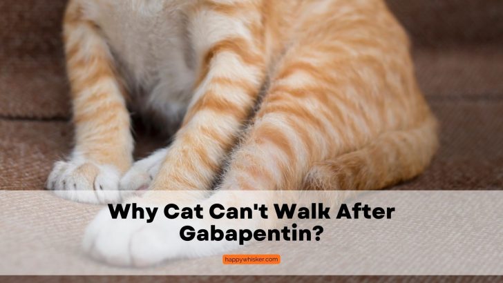 Cat Can’t Walk After Gabapentin: Why And What To Do About It