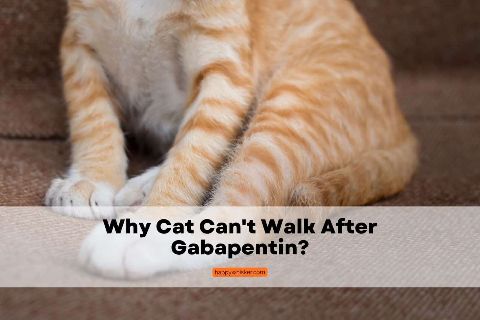 Cat Can't Walk After Gabapentin