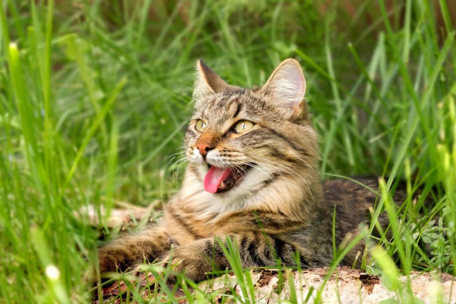 Cat languishes in the heat lying on the ground with its tongue out