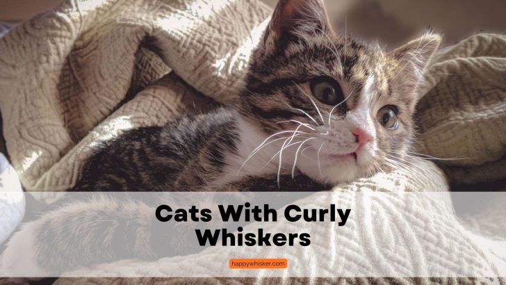 Cats With Curly Whiskers: Everything You Need To Know & More