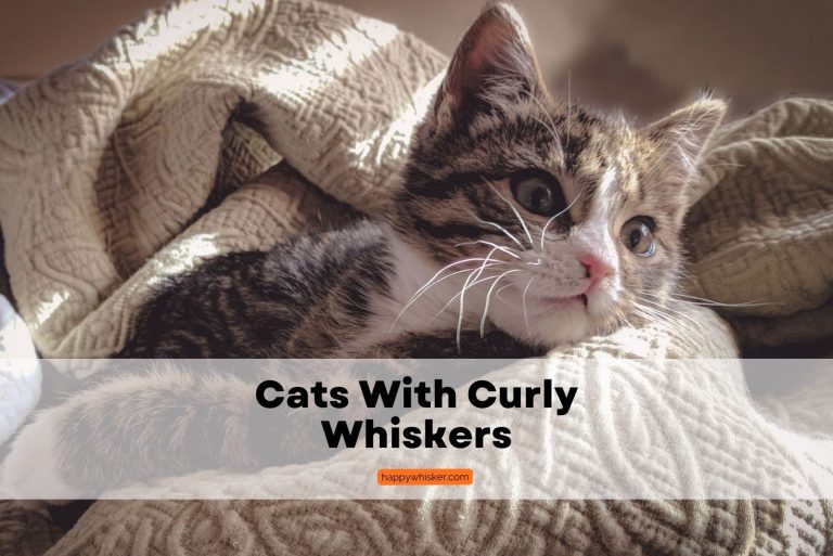 photo of a tabby and white kitten with curly whiskers