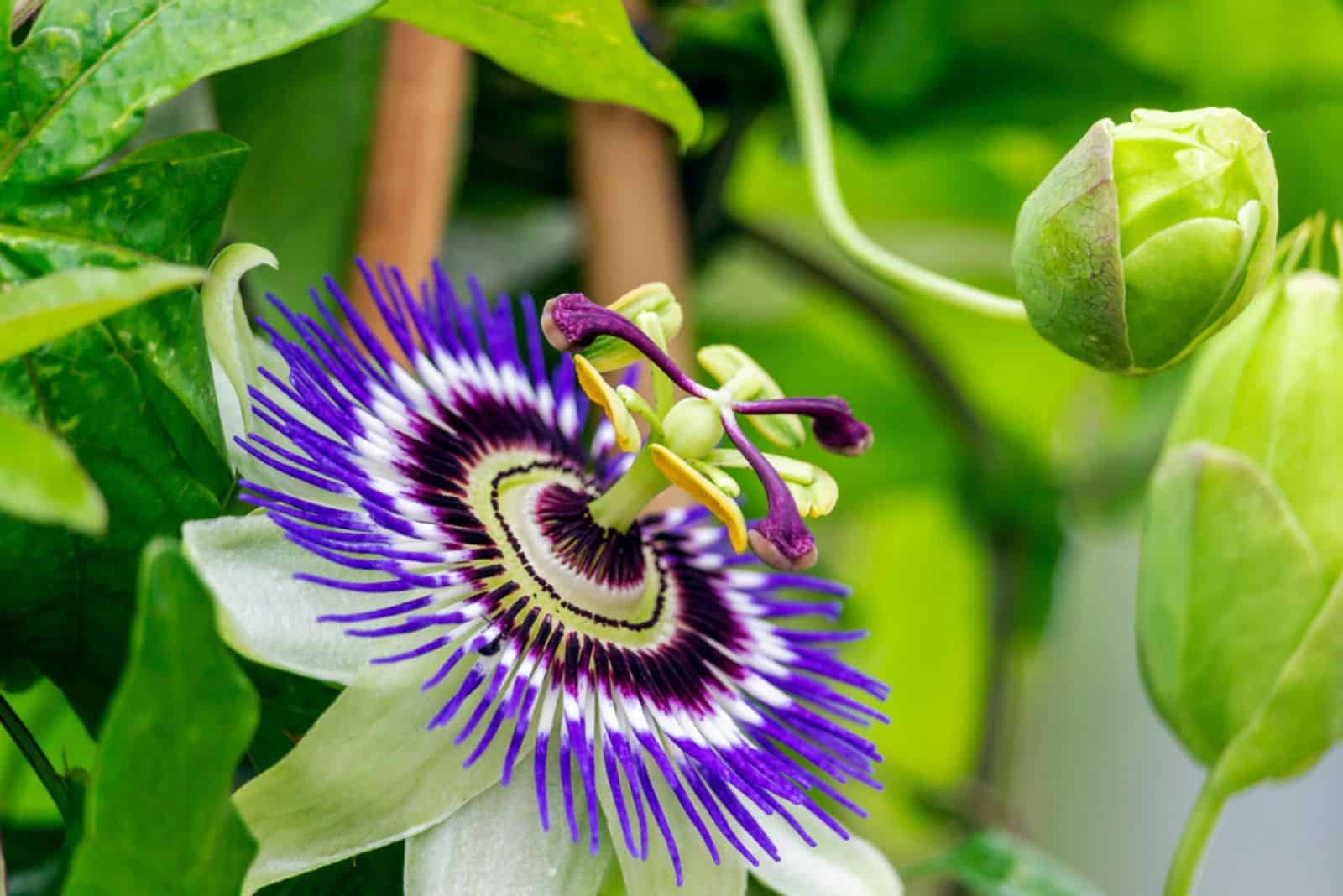 Close Up of a flowering Passiflora Caerulea