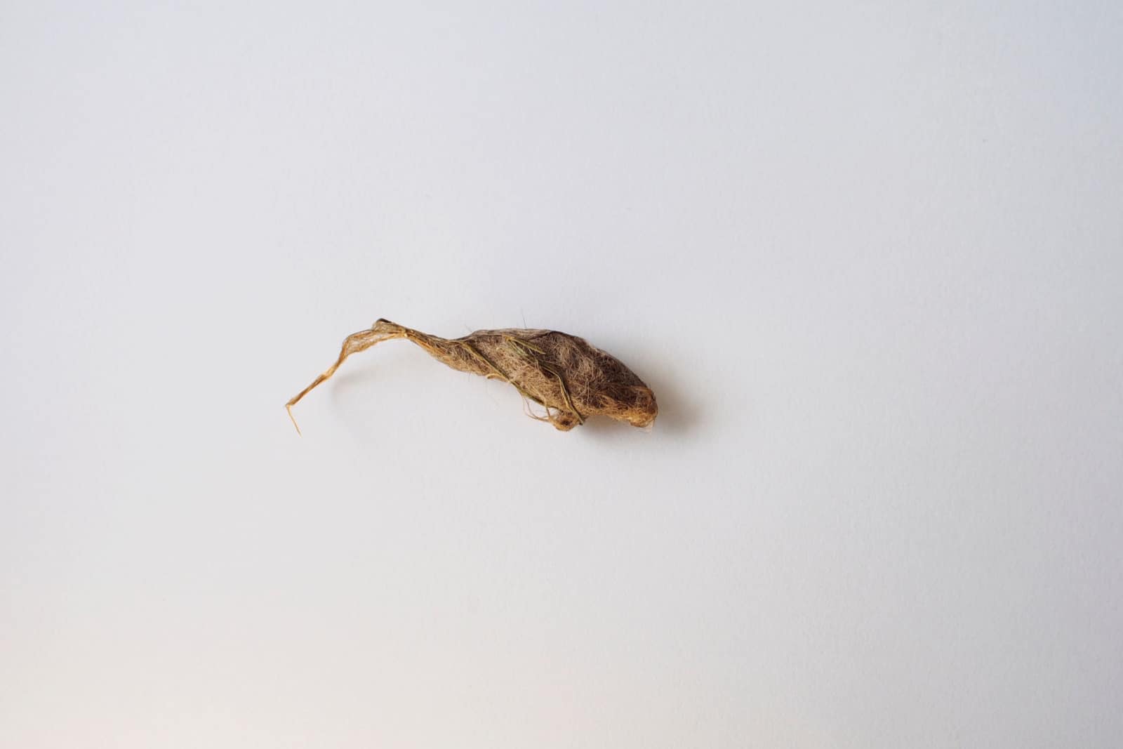 Close up of dried cat hairball in cat vomit with cat hair and dried grass on white paper.