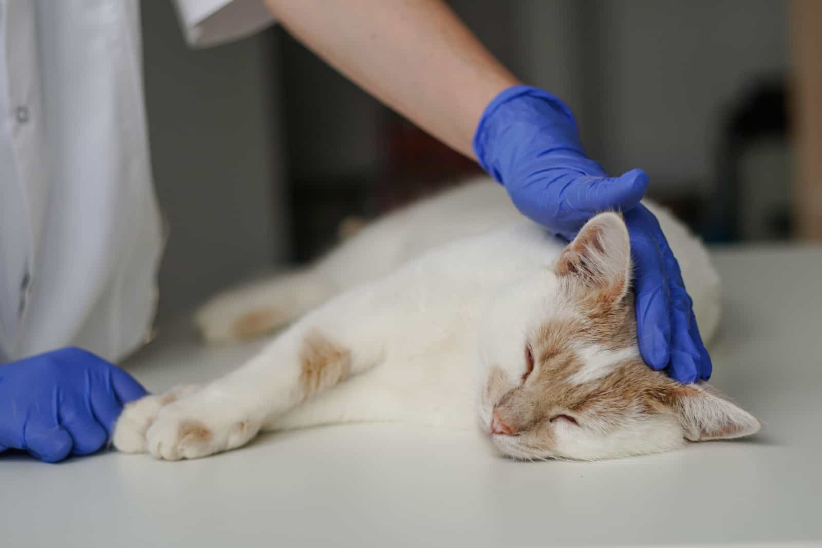 Close up of woman veterinarian in blue protective gloves stroking a sleepy cat