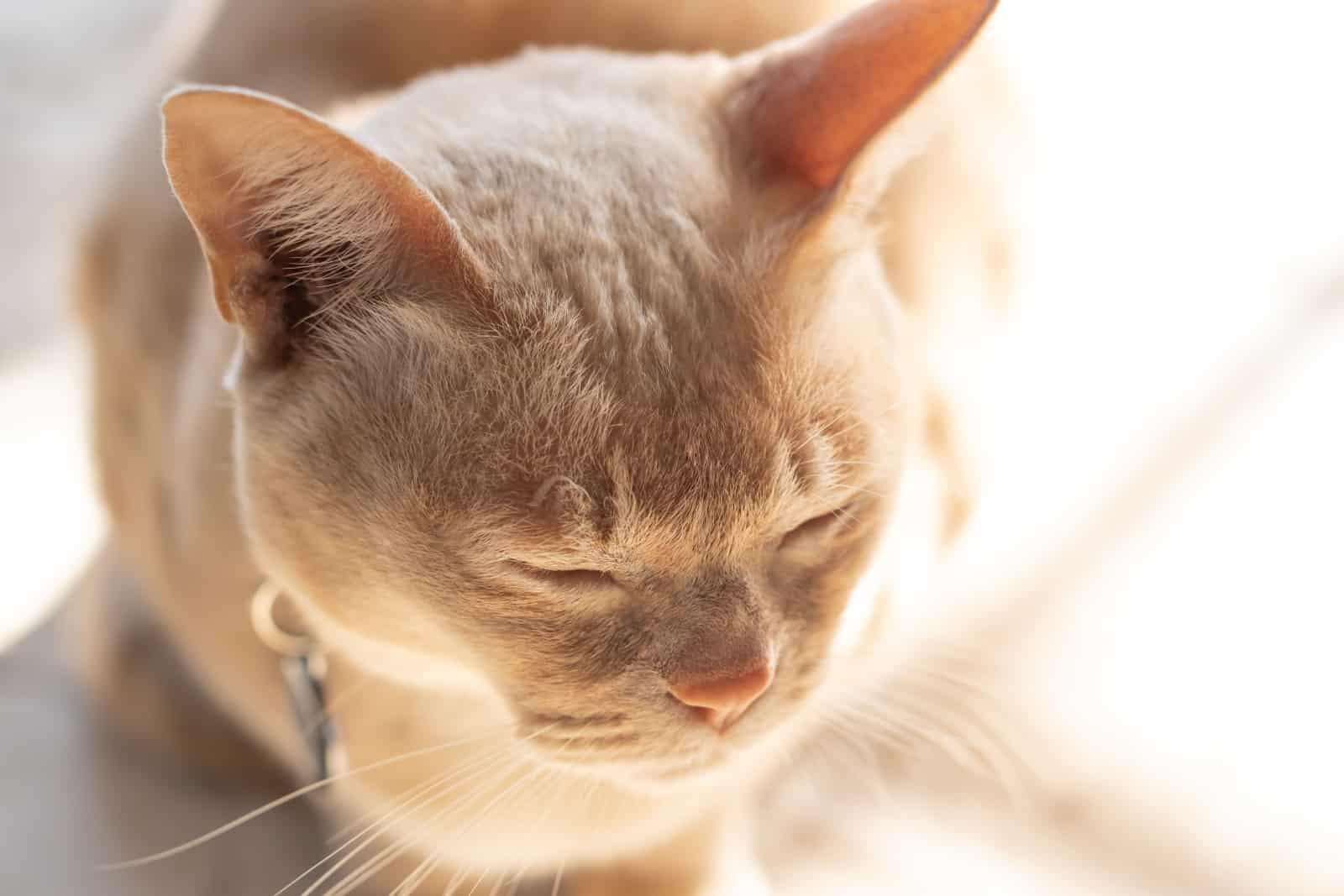 Close up portrait of cream coloured Burmese cat posing in bright natural sunlight