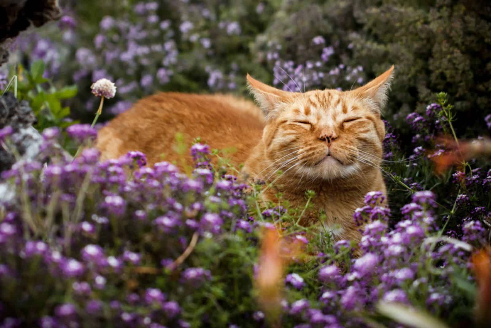 Content orange tabby cat scenting the breeze in a flower patch