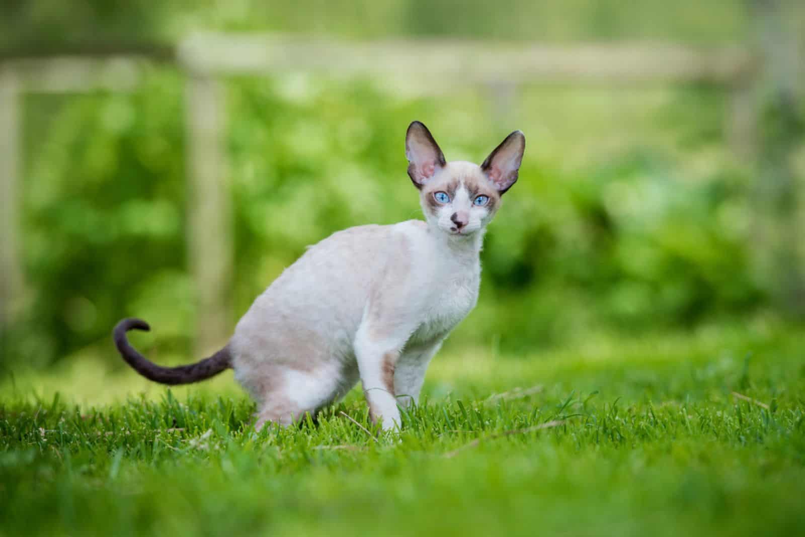 Cornish rex kitten in summer