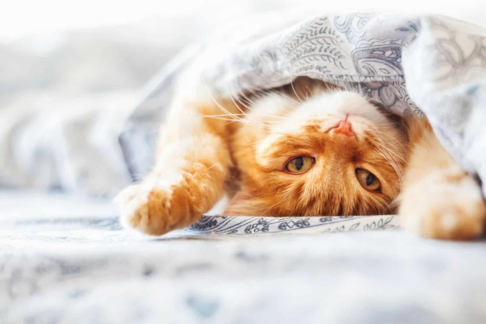 Cute ginger cat lying in bed