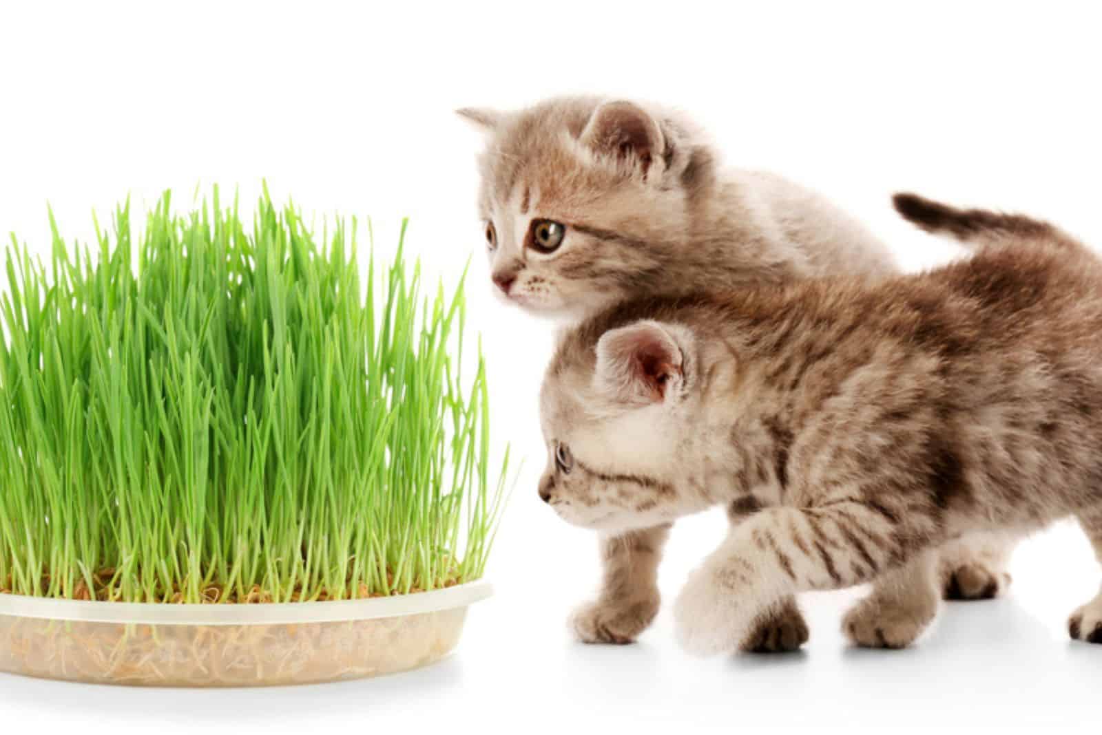Cute kittens and wheat grass