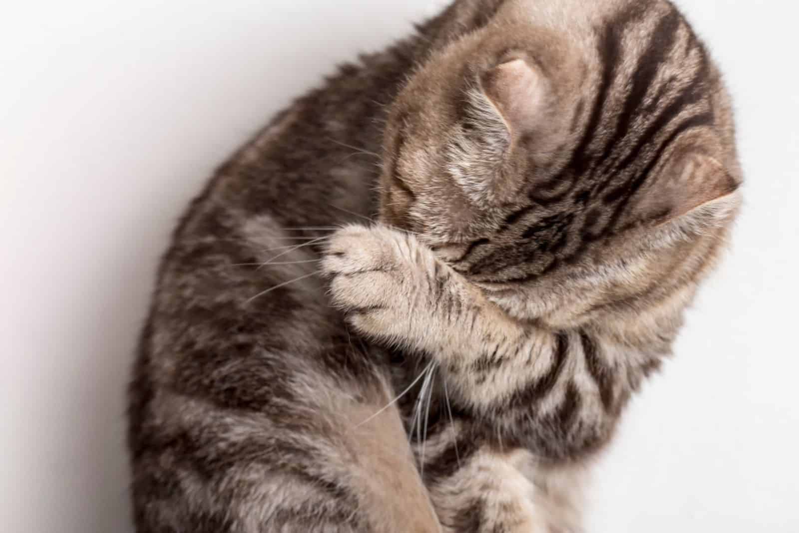 Cute sad cat Scottish Fold makes facepalm movement