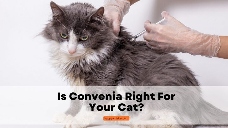 Deciding Whether Convenia Is Right For Your Cat: A User Guide