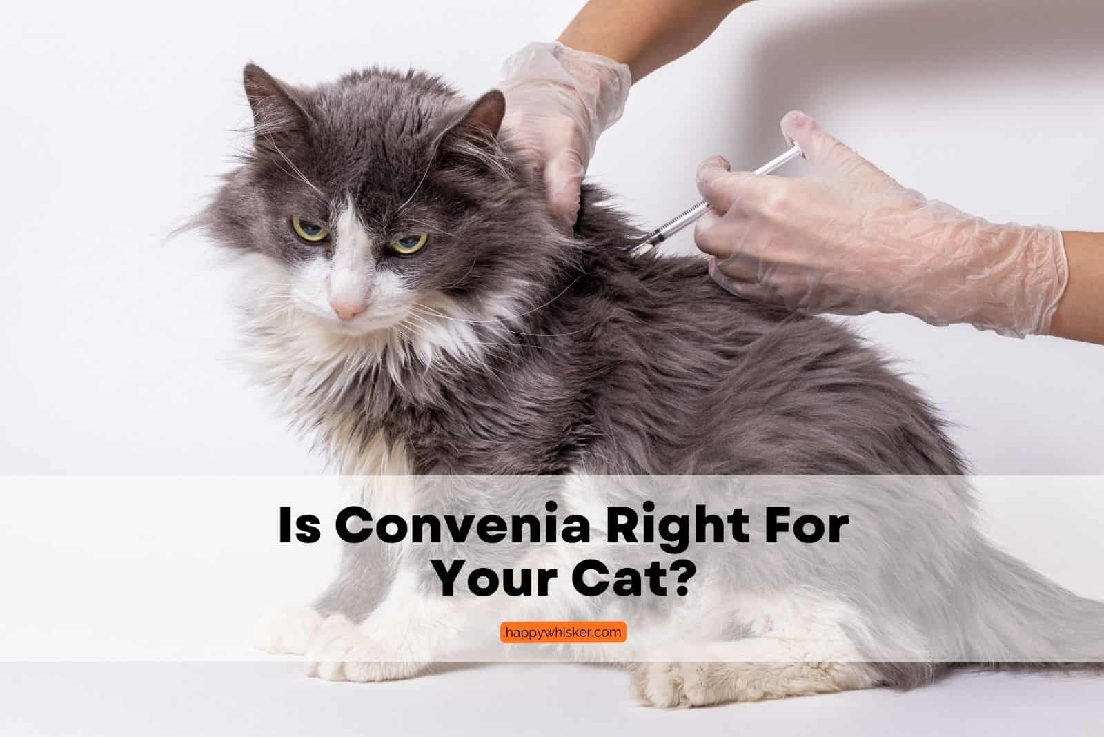 cat getting Convenia shot