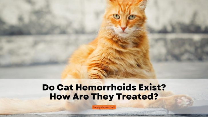 Do Cat Hemorrhoids Exist? How Are They Treated?