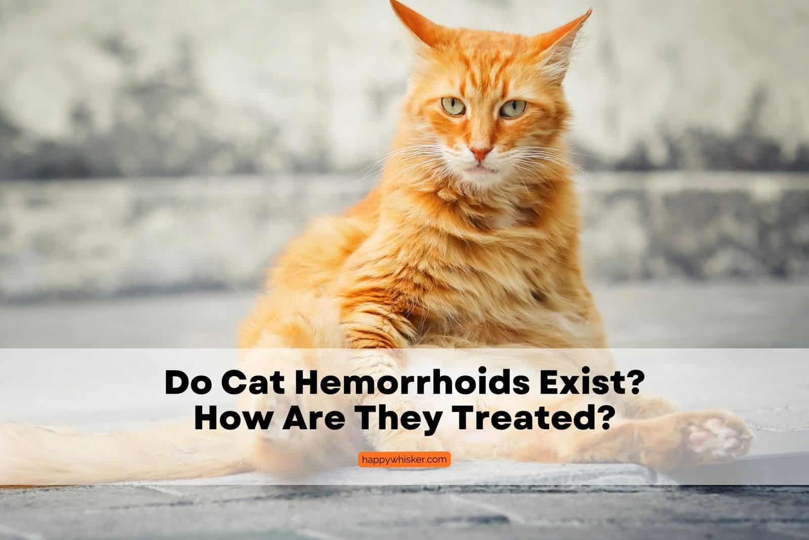 Do Cat Hemorrhoids Exist