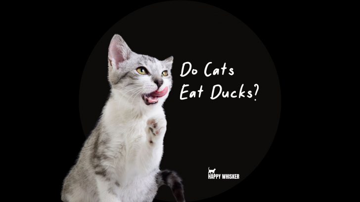Do Cats Eat Ducks? Things You Need To Pay Attention To