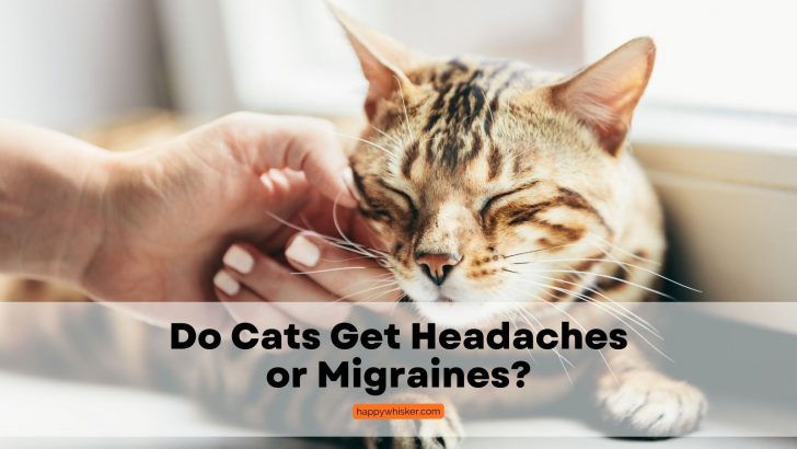 Do Cats Get Headaches Or Migraines? What Do The Experts Say?