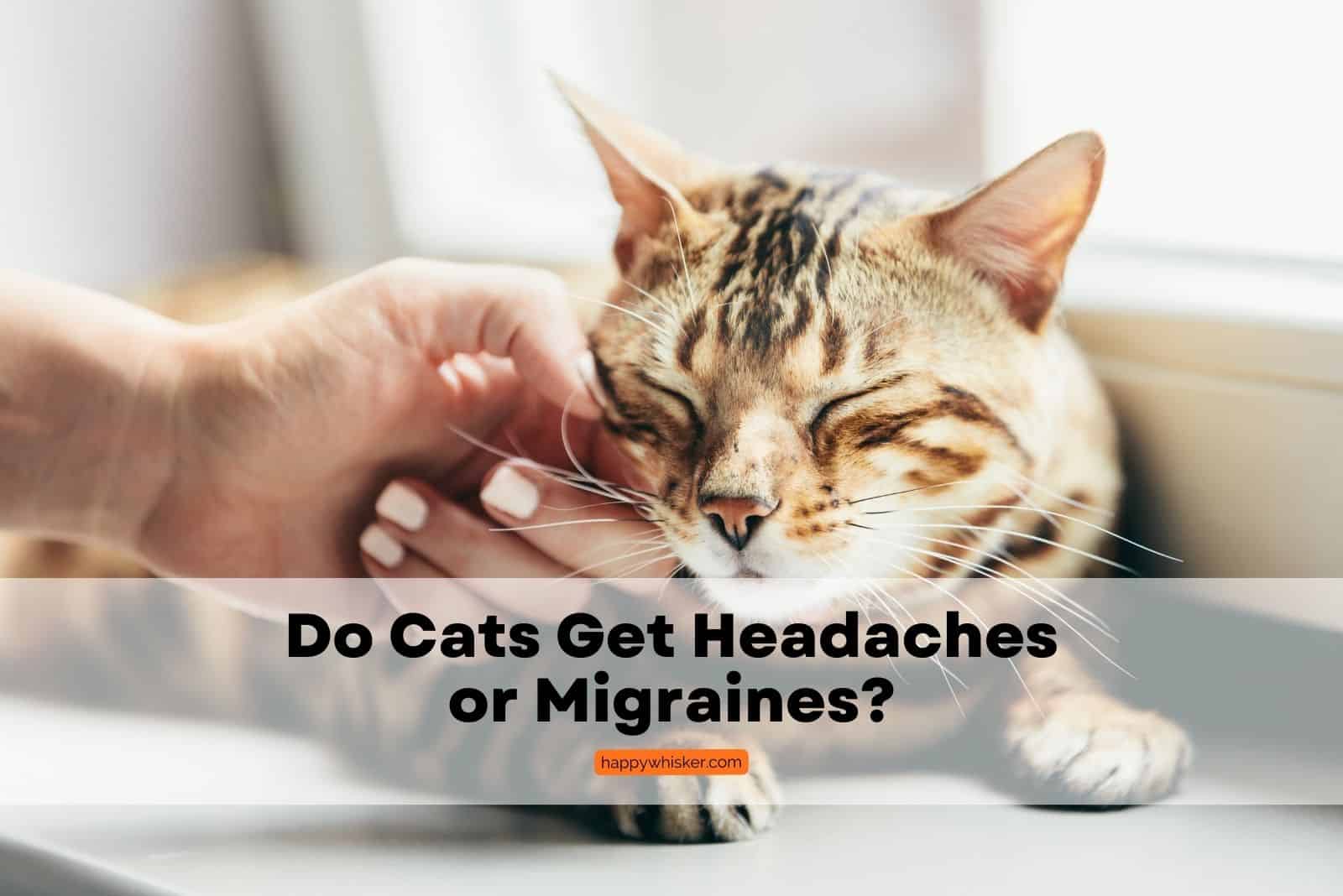 do cats got headaches or migraines