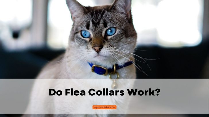 Do Flea Collars Work? A Guide For Buying The Perfect One