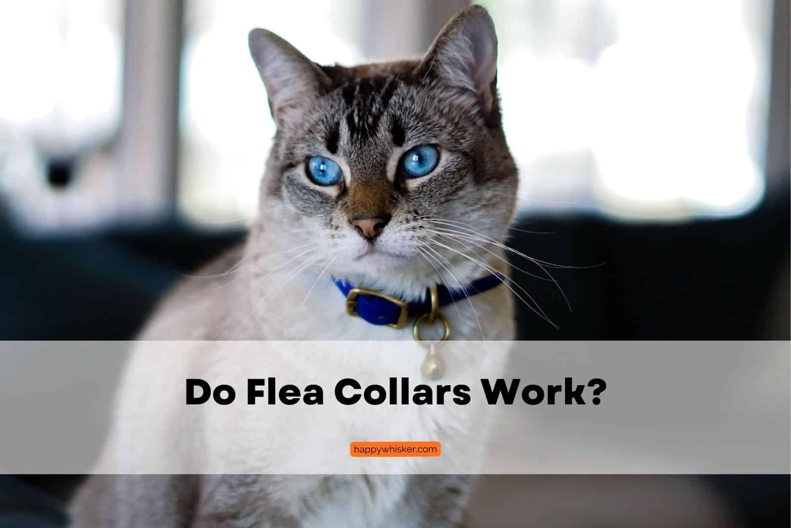 domestic cat wearing a black flea collar