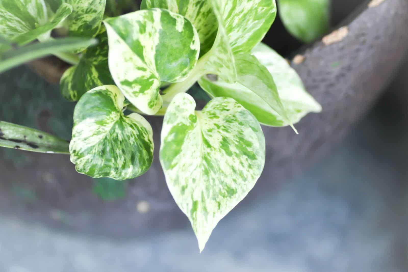 Epipremnum aureum, money plant or silver vine in the flowerpot