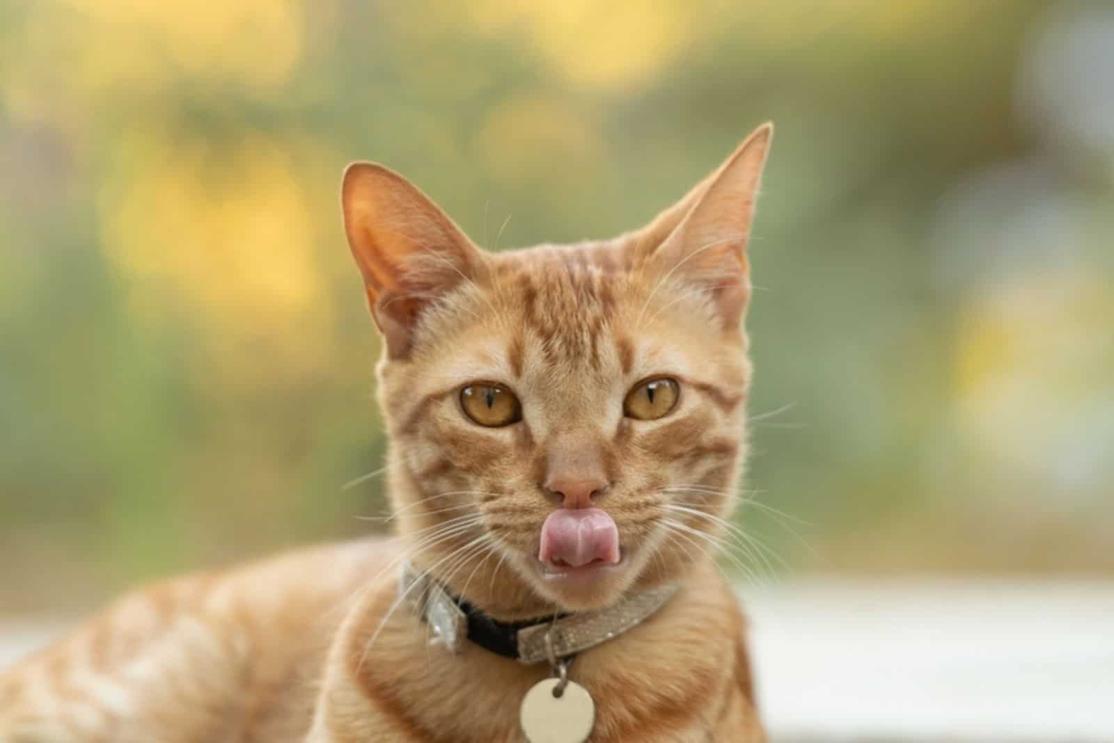 Funny portrait of a ginger cat with tongue out