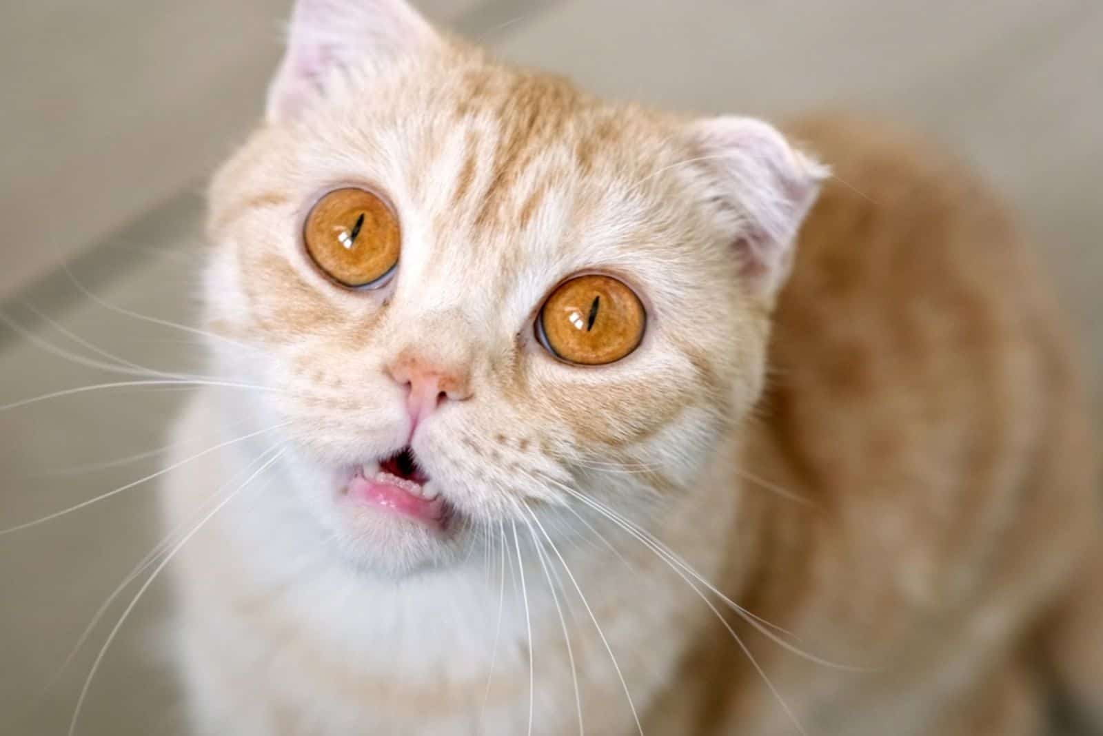 Funny red Scottish fold cat portrait looking shocked