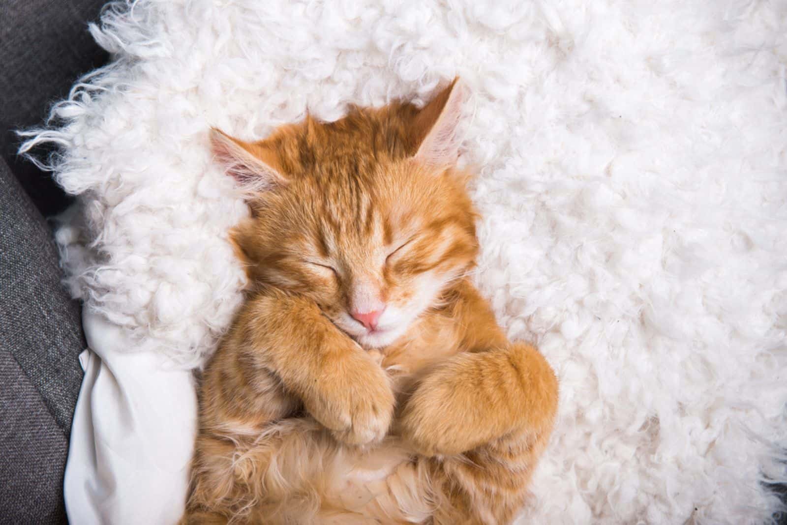 Ginger cat sleeps in funny pose.