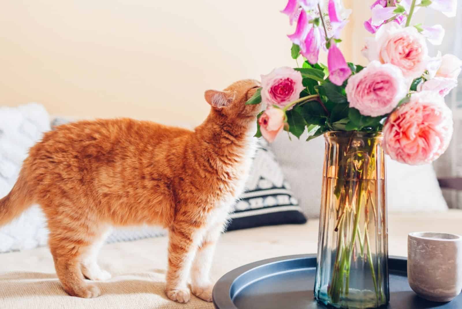 Ginger cat smelling bouquet of roses