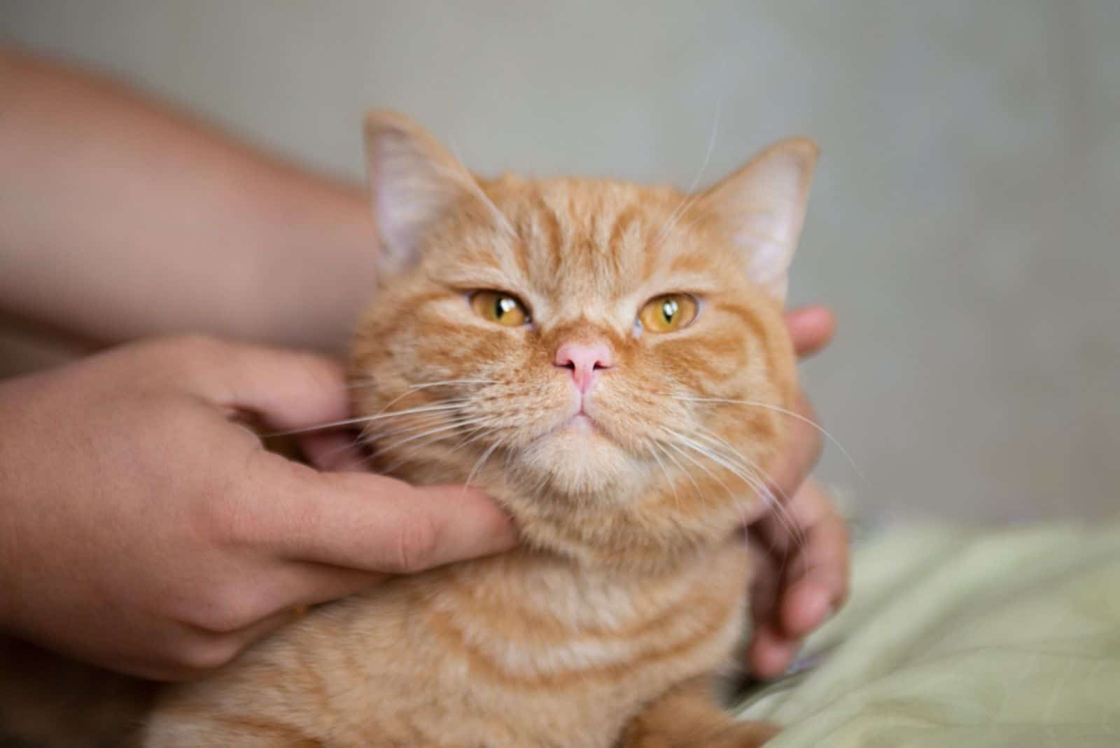 Ginger kitten likes being pets by male hand