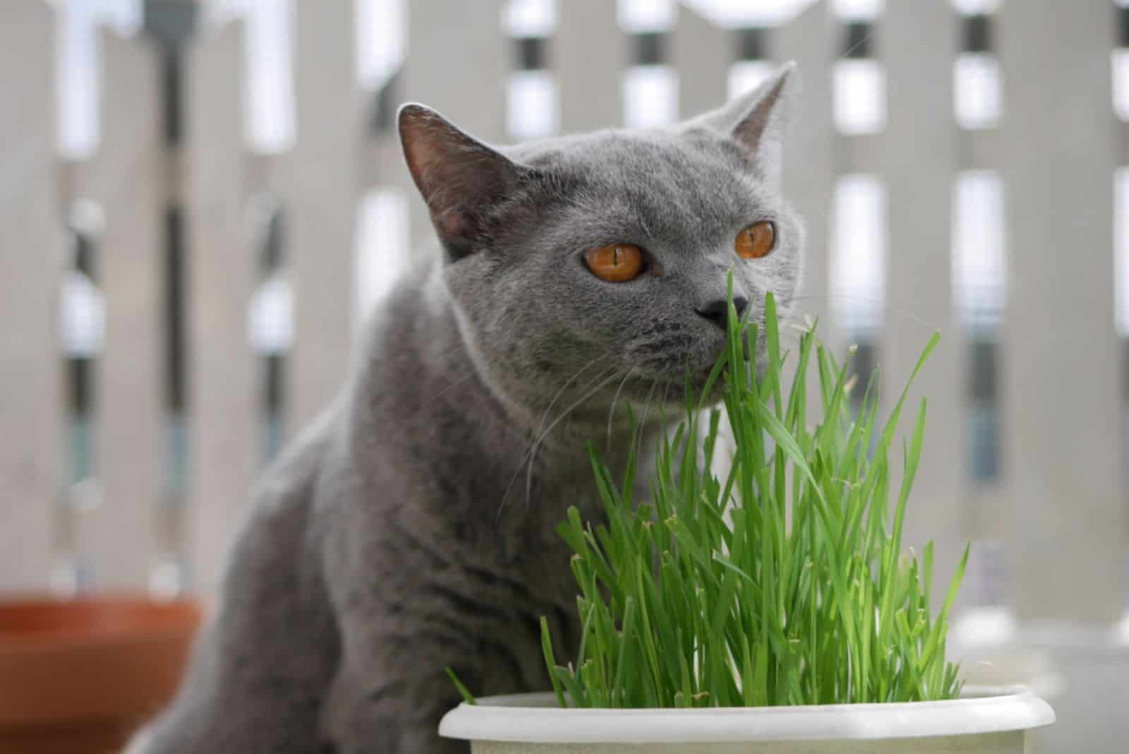 Gray British shorthair cat sniffing wheatgrass