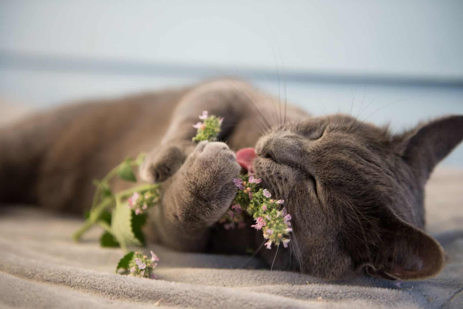 Gray Cat Enjoying Fresh Catnip Outside