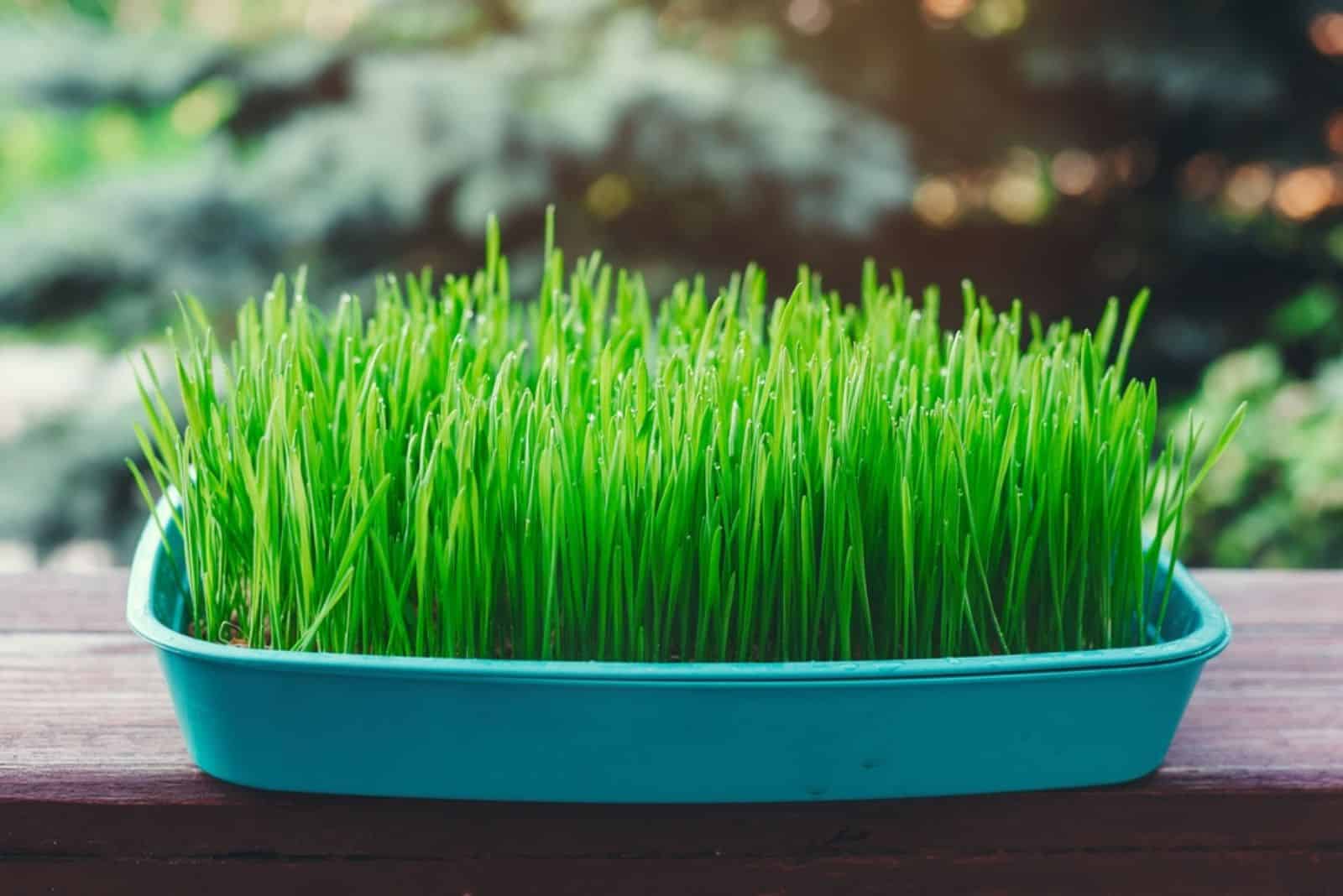 Green wheat in a pot on the balcony