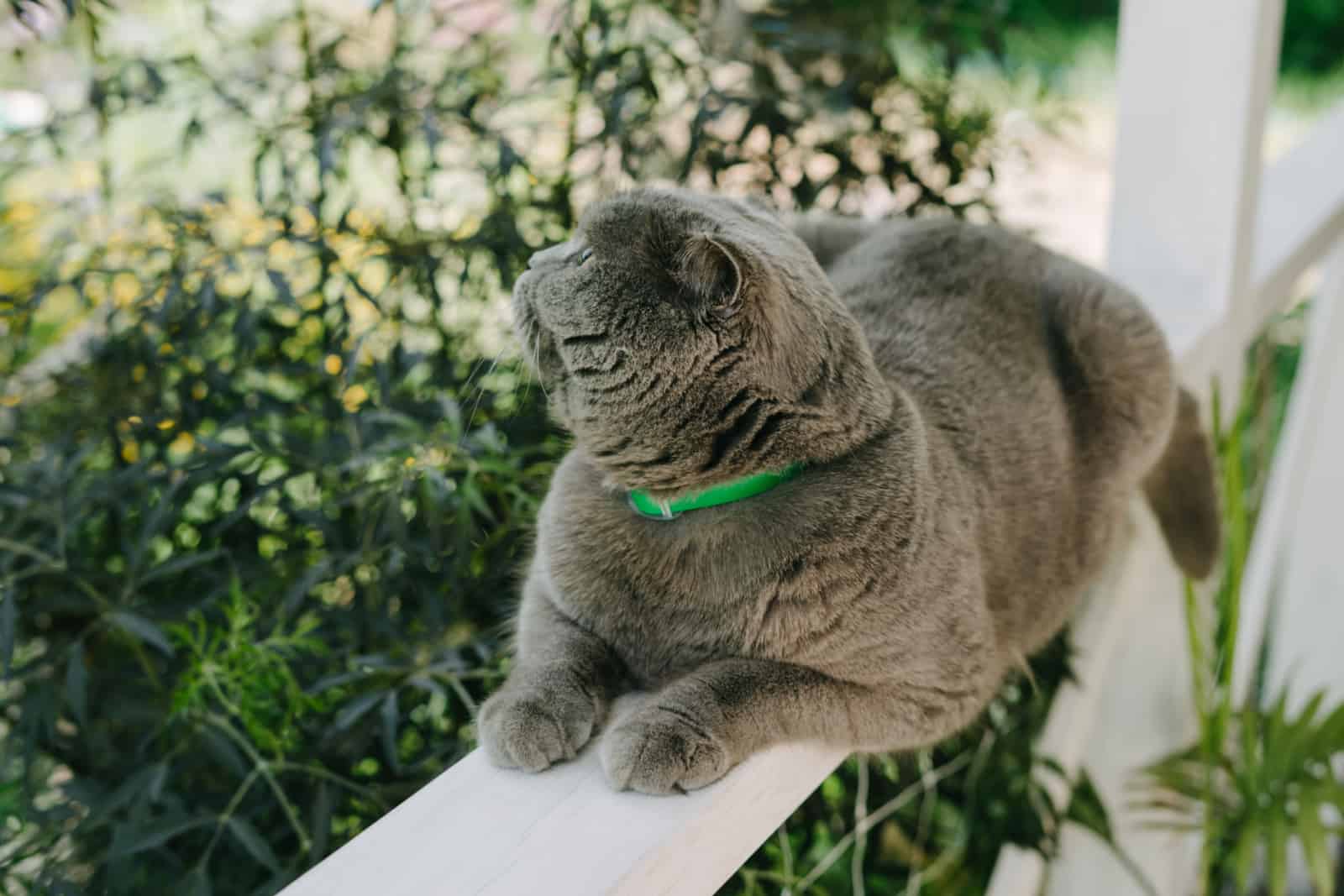 Grey Shotlad cat sits on a fence on the terrace. A beautiful cat with a green collar from parasites
