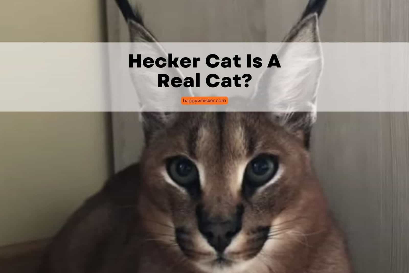 photo of a hecker cat with large ears