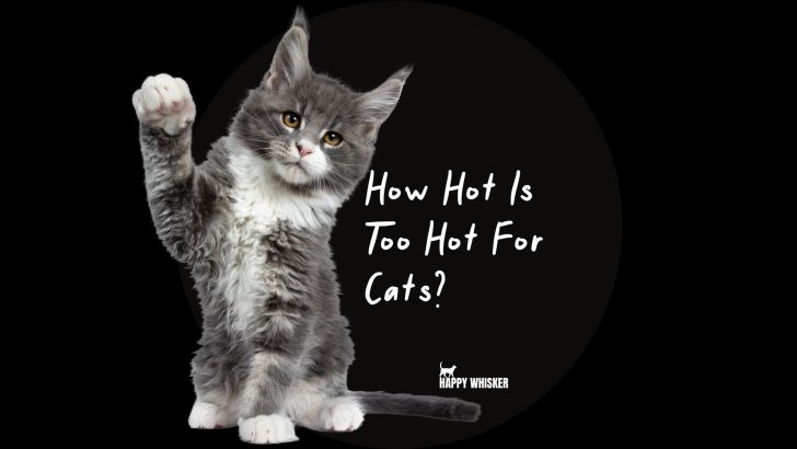 How Hot Is Too Hot For Cats? Keeping Our Felines Safe