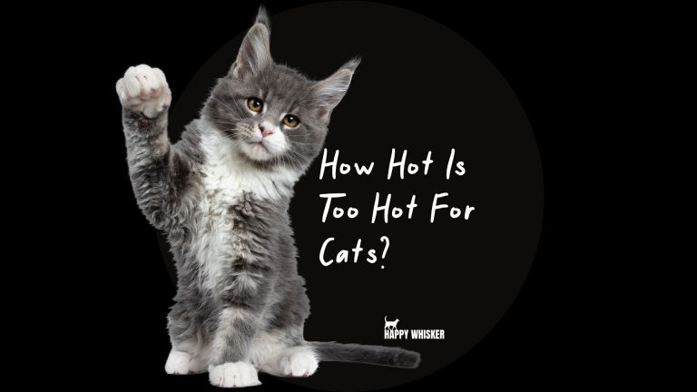 How Hot Is Too Hot For Cats