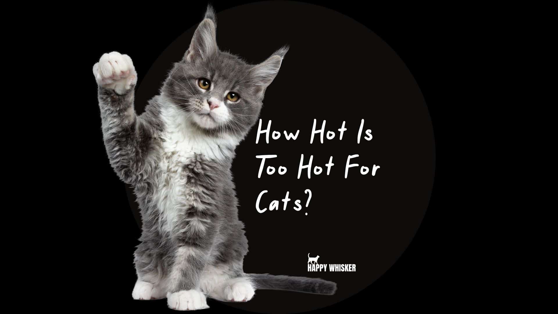 How Hot Is Too Hot For Cats
