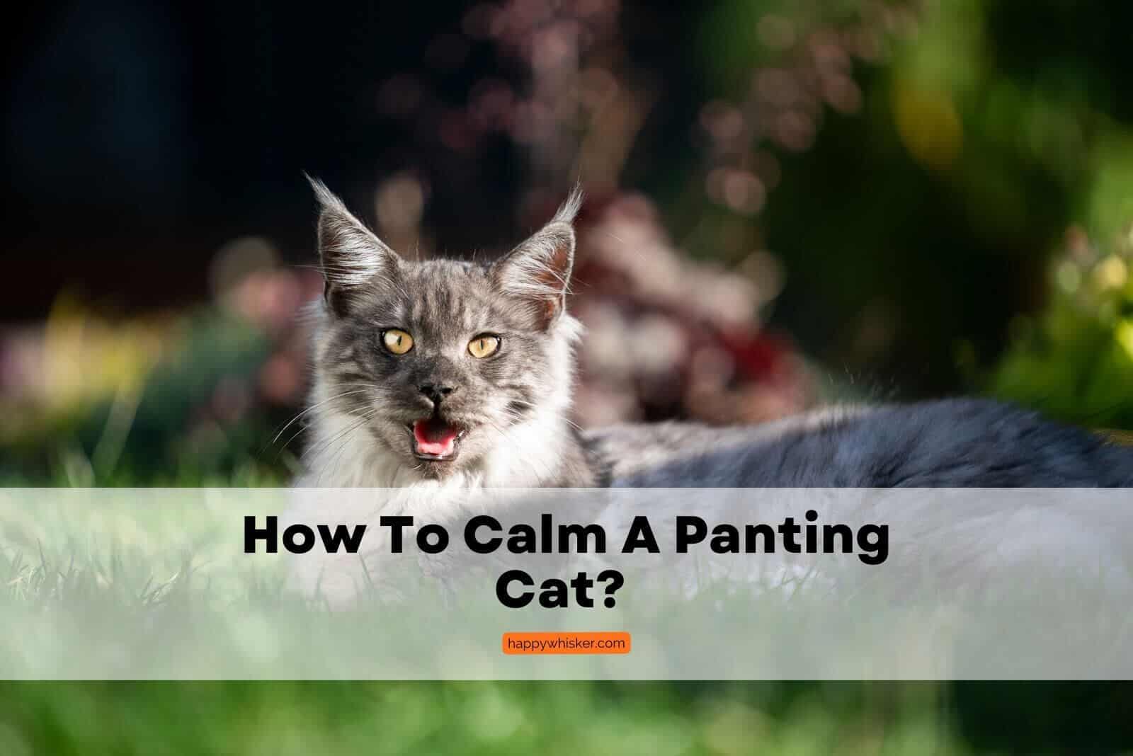 how to calm panting cat