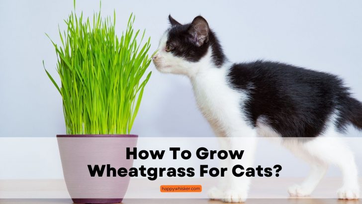 How To Grow Wheatgrass For Cats, Possible Risks And Benefits