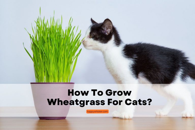 how to grow wheatgrass for cats