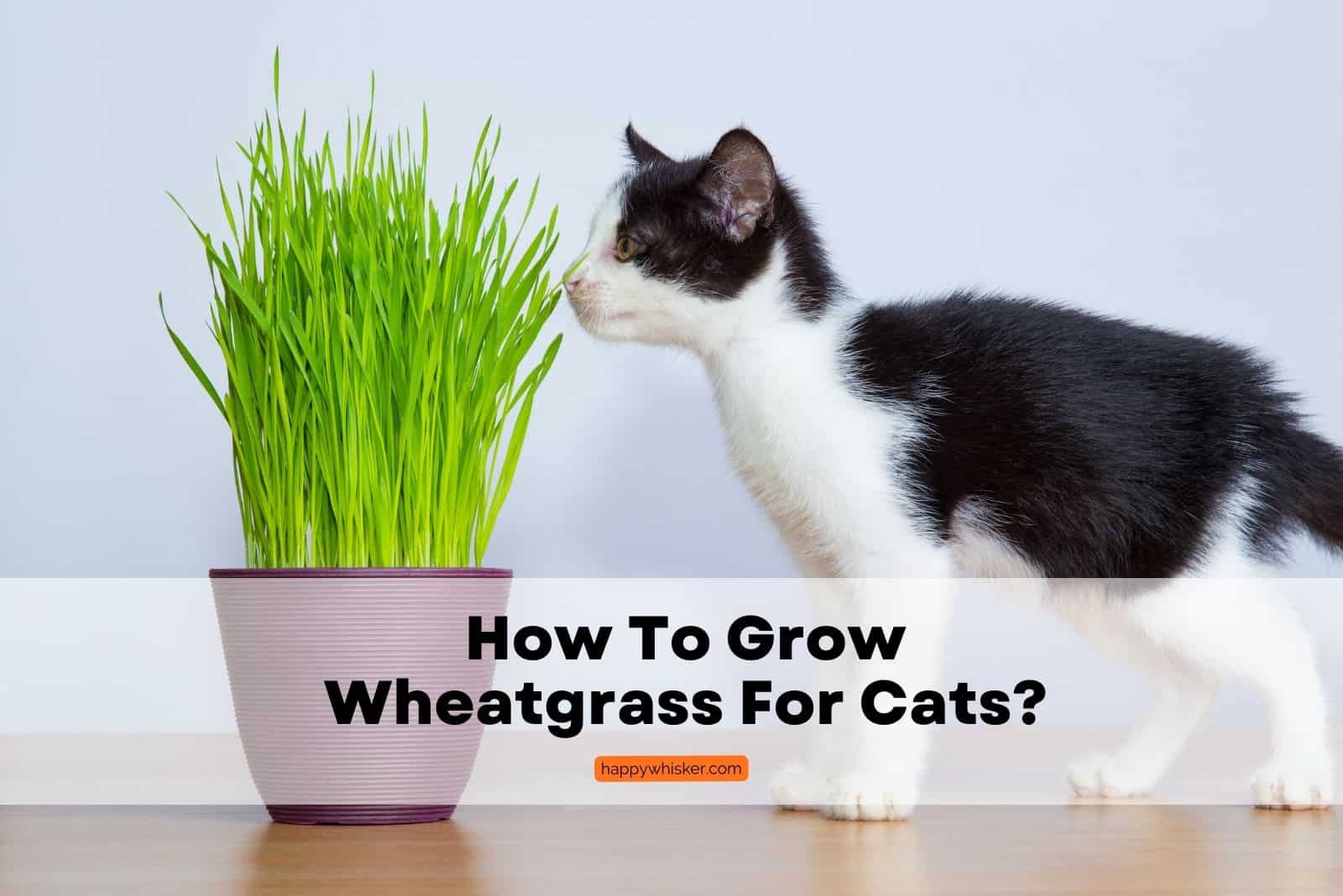 how to grow wheatgrass for cats