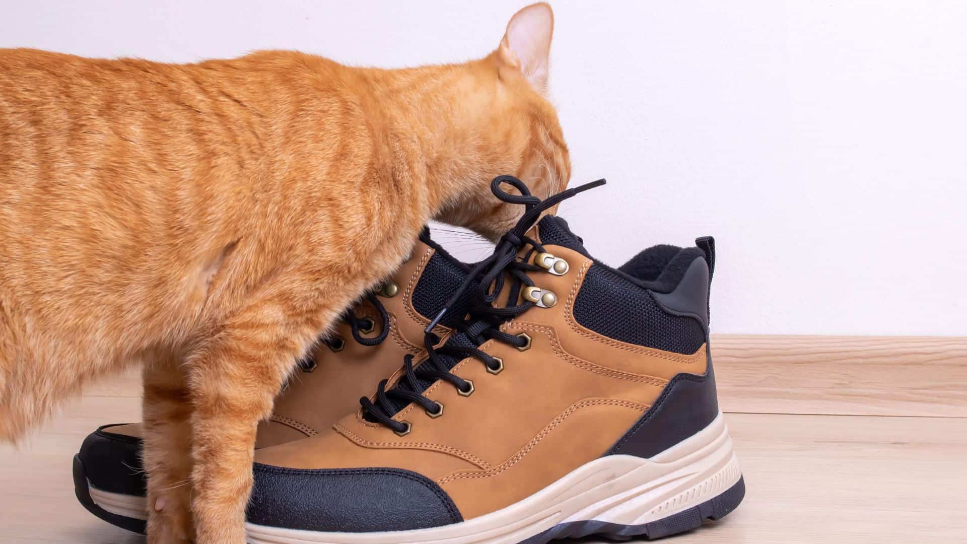 the cat sniffs the shoes
